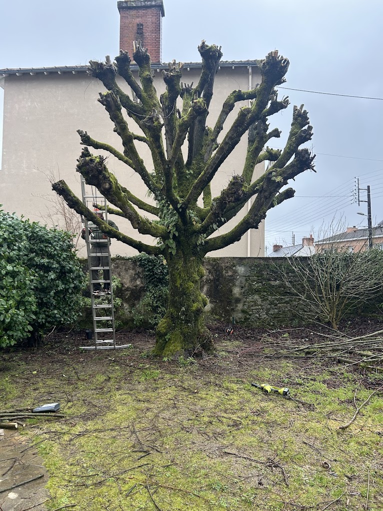 Élagage Élagage en hauteur — grimpe sur cordes Carcassonne Aude